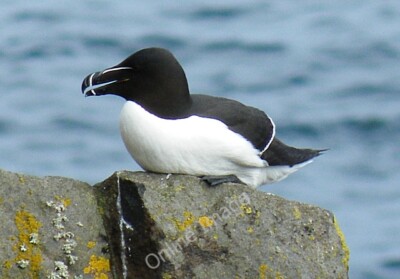 Photo 6x4 Razorbill (Alca torda) South Ness/NT6698 This is a good view o c2010