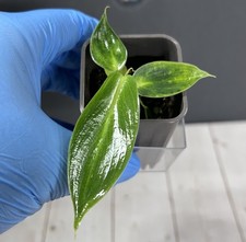 Philodendron Spritus Sancti