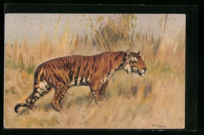 Tiger Stalking the Steppe Postcard 