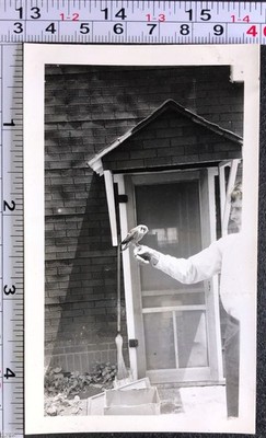 Man with Small Tiny Hawk on His Finger Birding Vintage BW Photo Snapshot