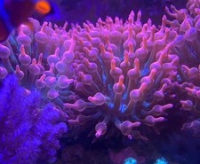 Rose Bubbletip Anemone Stunning and Good Healthy
