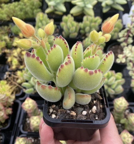 Cotyledon Tomentosa - Bear's Paw Succulent Plant - Picture 7 of 8