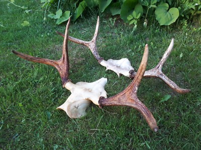 2 ECHTE SEHR SCHÖNE WILDE ELCH SCHÄDEL HÖRNER GEWEIH TAXIDERMY