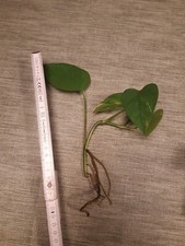 Efeu Efeutute panaschiert hellere Stellen auf Blatt Färbungen Ableger Epipremnum