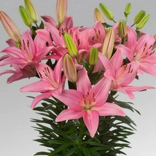 Pretty Imported Asiatic lily Lilium Flower Bulbs Pink Pack of 2 bulbs
