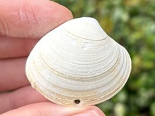 France Fossil Bivalve Meretrix lunularia Eocene Shell Veneridae Meretricinae