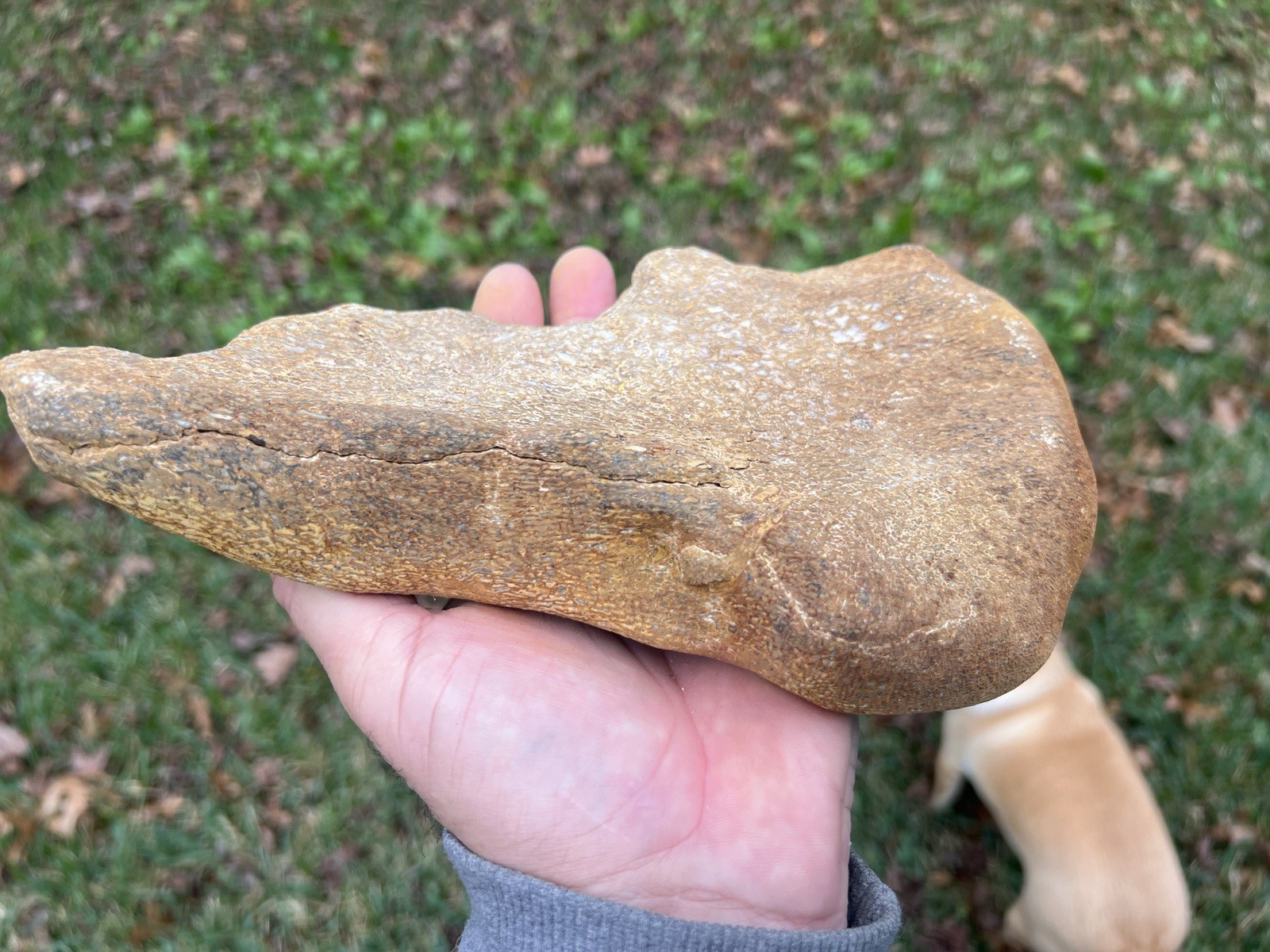 Texas Petrified Stone Fossil Mammoth Bone Rare Unique Cabbing Material
