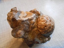 Actaeonella-Stufe, Brandenbeerg, Tirol, 9 x 7 cm