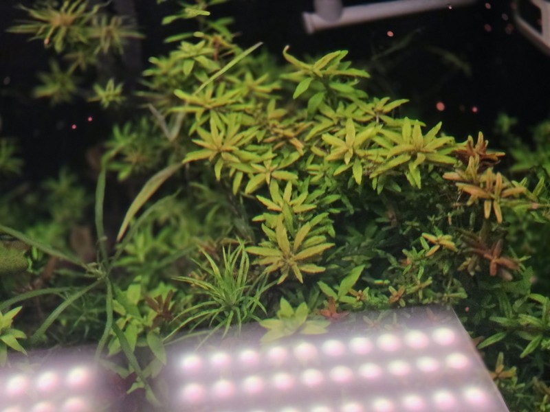 5 XPostogomon Kimberly And 5x Aromatica Stems 