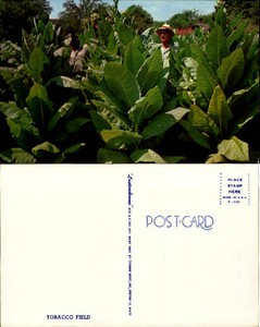Tobacco-field-plants-leaves-cigarettes-workers-crop-chrome-unused-vintage