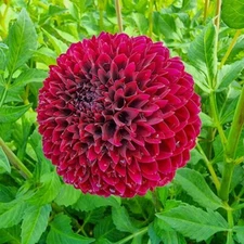 1 - JOWEY MIRELLA Giant Ball Dahlia Bulb Tuber Clump - DARK & MYSTERIOUS FLOWERS