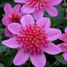 Dahlia 'Starburst Pink' - Non-Stop Flowering, 10x 45mm Plug Plants