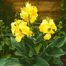 2 - HARVEST YELLOW Giant Canna Lily Flower Bulb Tuber Rhizomes - BRIGHT BLOOMS