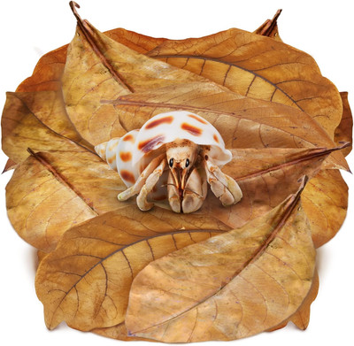 10 Pack Large Hermit Crab Catappa Indian Almond Leaves, 7-9 Inches Long, Dried L
