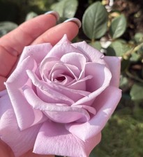 Hybrid Tea Rose plant bare root ‘Twice in a Blue Moon’