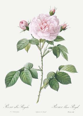 Botanical Plant Print - Royal White Rose, Rosa alba regalis Art Print