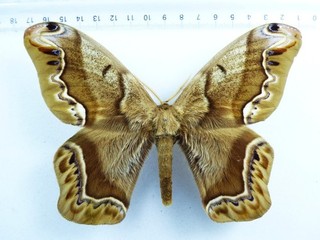 ENTOMOLOGY BUTTERFLY: SATURNIIDAE / ARSENURA ASPASIA MALE BRASIL VERY OLD COLL!
