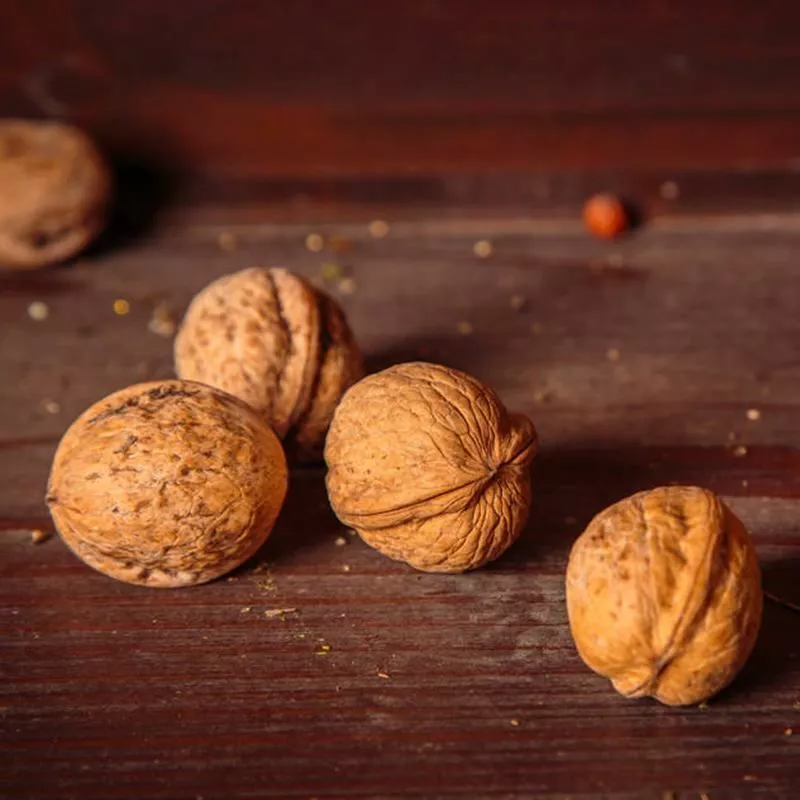 1 Walnut Seeds Pecan Juglans Seed Organic