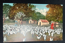 Antique Postcard Chicken Ranch Chickens Farming Woman Red Dress Buildings