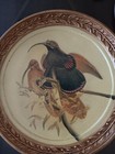 DECORATIVE PLATE porcelain Denoris Albertis Black-Billed Sicklebill Bird  — photo 3
