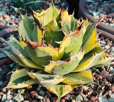 アガベ Agave titanota 'Snaggle Tooth' 180 Agave titanota 'Snaggle