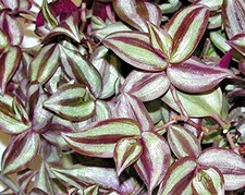 TWO Violet Hill Tradescantia Zebrina Wandering Jew Trailing Plant WITH ROOTS!!