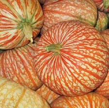 10 Rare One Too Many Pumpkin Seeds for Planting Exotic Striped Pumpkin