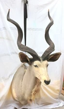 Addax Kudu Shoulder Mount Taxidermy AKA Screw Horn Antelope,  Sahara -52" tall