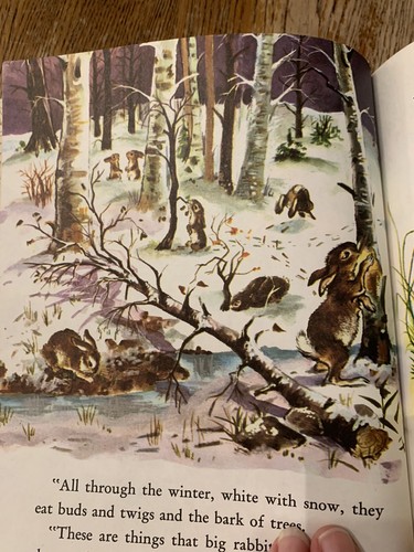 Vintage 1975 Little Cottontail Little Golden Book Carl Memling Lillian Obligado - Picture 9 of 12