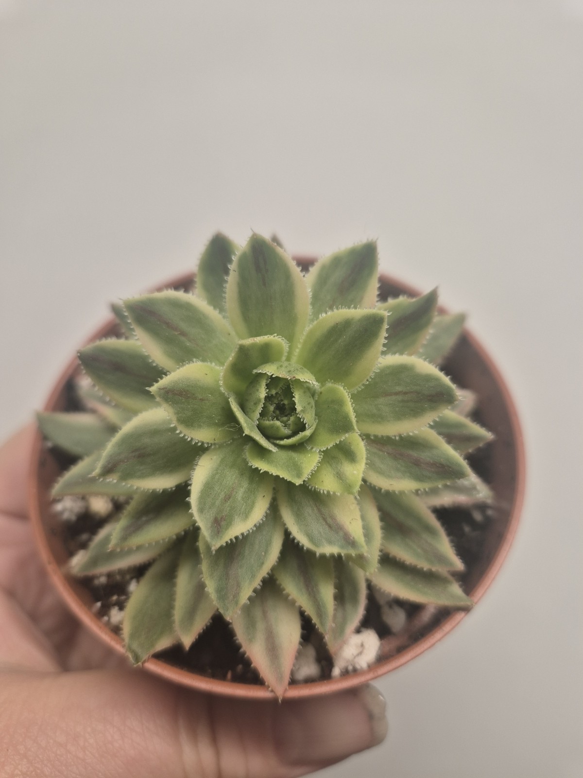 Picture 1 of 4