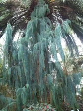 Kashmir Cypress (Cupressus cashmeriana), 30 seeds