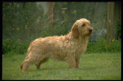 Warnung 037 Basset Fauve de Bretagne im Dienst 30cmx15cm 12x6 inch Hundeschild