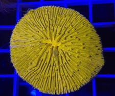 WYSIWYG Yellow Plate Coral