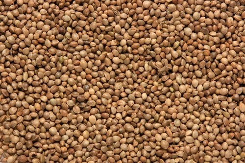 Copdock Angling Standard Hemp 5kg Rich in Oil Fishing Bait Carp