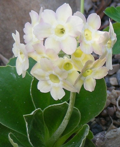Yellow Border Auricula : 60 Seeds : Hybrid Alpine Primula, Primrose - Picture 3 of 12