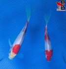 5" & 6" BLUSHING COMETS Live GOLD Fish Garden Pond 11/5