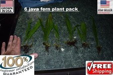6 Plants Java Fern Easy Aquarium aquascaping planted tank low light US grown