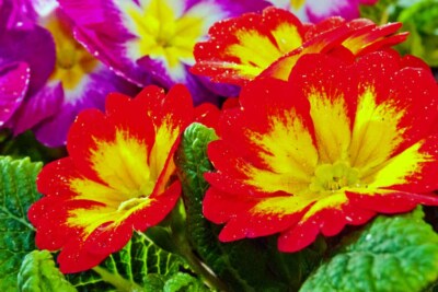 Rot Gelb Lila Primel Frühlingsblumen Primula vulgaris Foto Bild