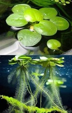Amazon Frogbit Floating Plant for Aquarium HUGE PORTIONS