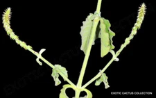 ACHYRANTHES ASPERA prickly chaff flower medicinal herb garden plant 50 seeds