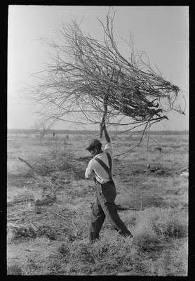 Photo:El Indio Texas 1939 Man Carrying Mesquite to Burn Land Clearing FSA