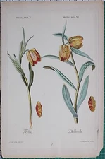 1756 HAND COLOURED PRINT TREW KELLER & SELIGMAN BOTANICAL PRINT FESTUS BELLINDE