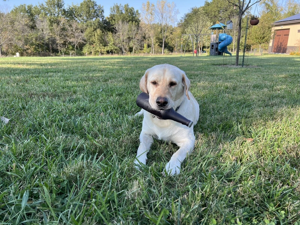 Silly Squeaker Beer Bottle Bite-Killer Beer-10” About The Size Of A  Bottle-NWT - Image 2 of 4