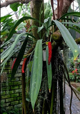 Young Anthurium Bakeri seedling | Seed Grown | Rare Aroid