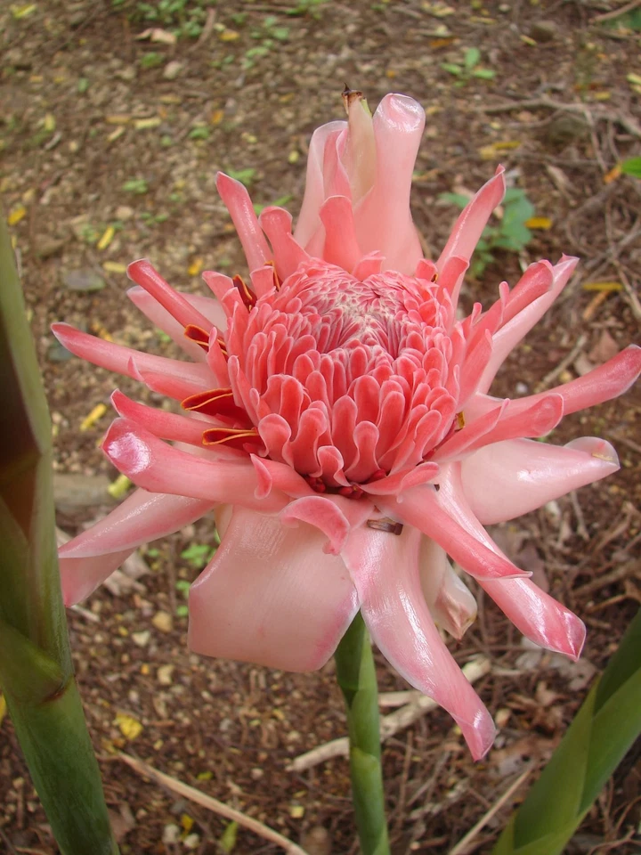 ~PINK TORCH~ Ginger Exotic Etlingera elatior Fresh 15 SEEDS USA seller  - Image 4 of 4