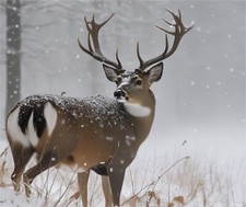 WHITE TAIL BUCK DEER IN THE SNOW 1 COMPUTER MOUSE PAD 9.25 x 7.75