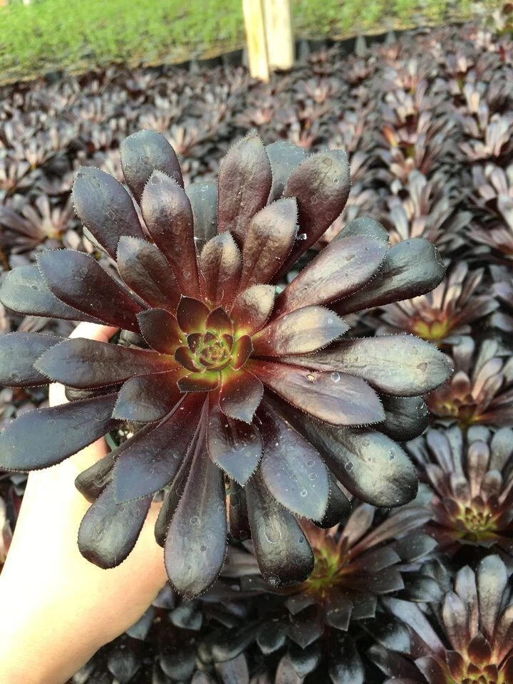 Blackrose succulent - Image 2 of 4
