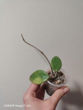 Hoya Carnosa Tricolour Varigata Rooted Houseplant In Small Plastic Pot