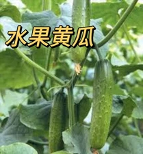 “Ship From US”  10 Seeds Fruit Cucumber 高产 水果黄瓜 2024 新种子