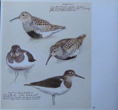 Schöne Vintage Tunnicliffe Vogel Aufdruck ~ Dunlin IN Breeding Plumage Sandpiper